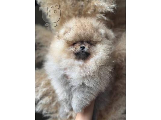 Pomeranians, όμορφα κουτάβια